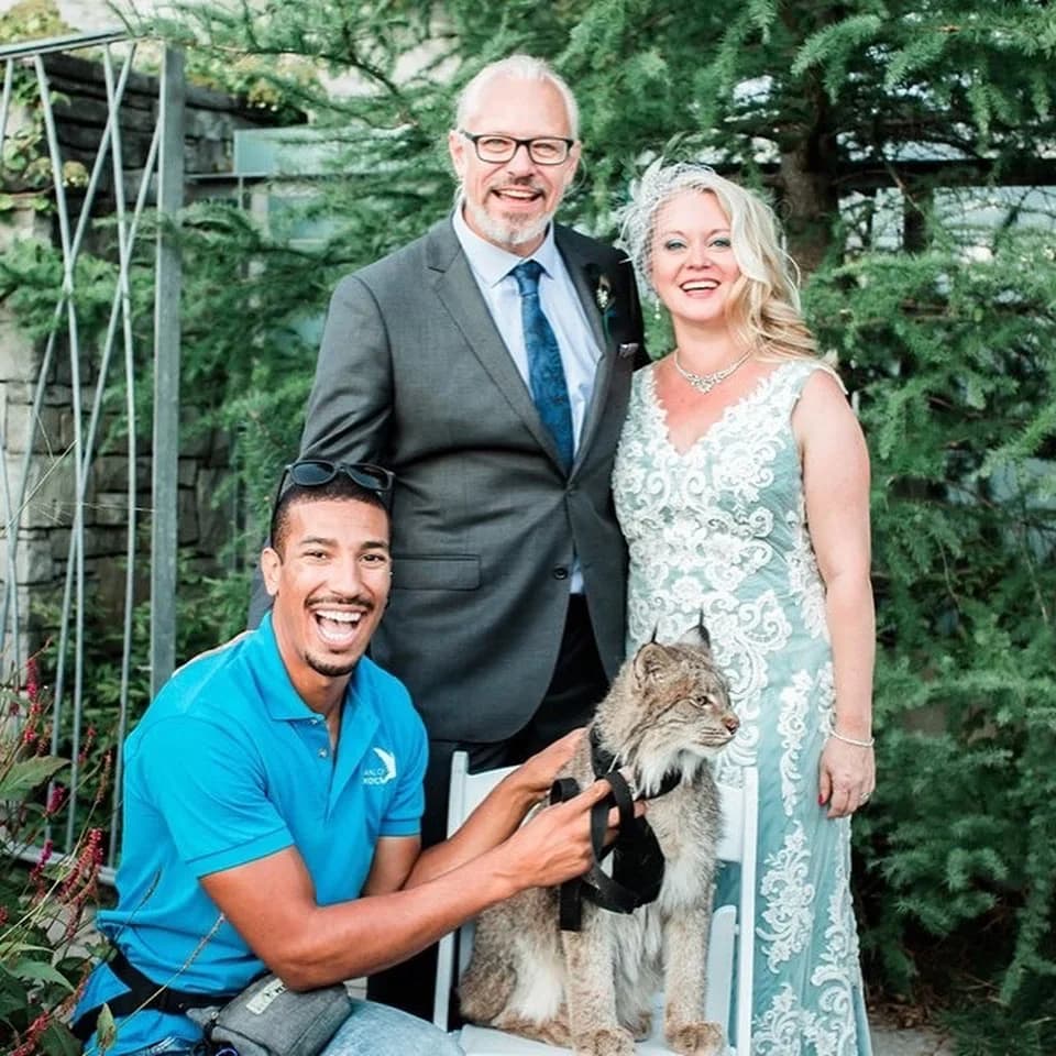 A grinning Hands On Exotics handler in a cyan polo crouches beside a Canadian lynx perched on a chair as the bride in a lace gown and groom in a grey suit pose for a wedding portrait in a stone garden