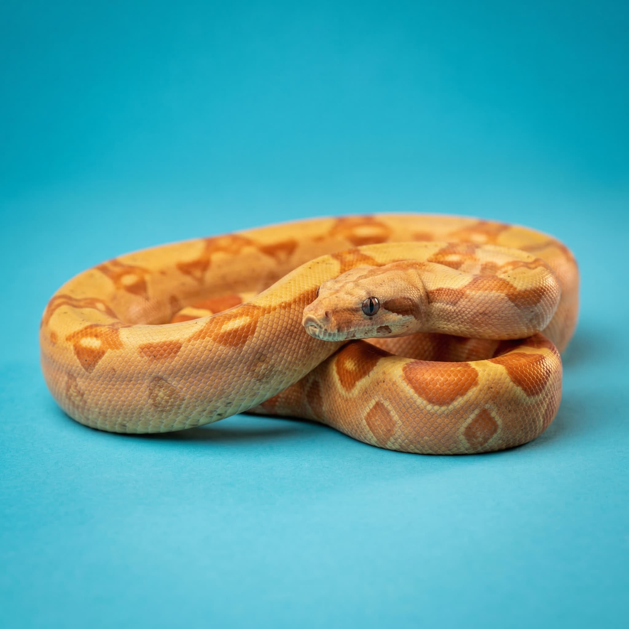 Giant Snake