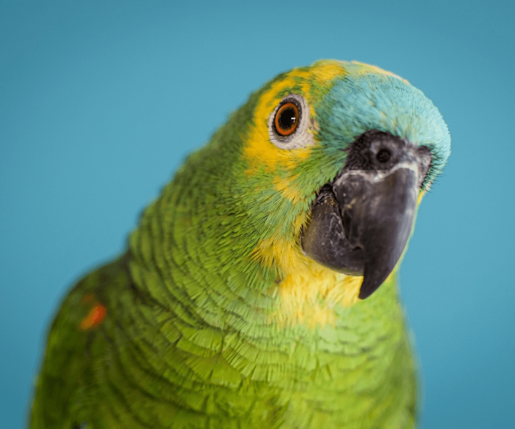 Parrot