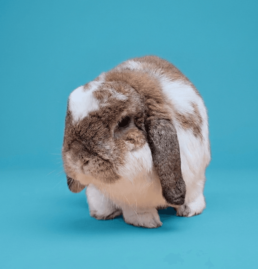 Rabbit