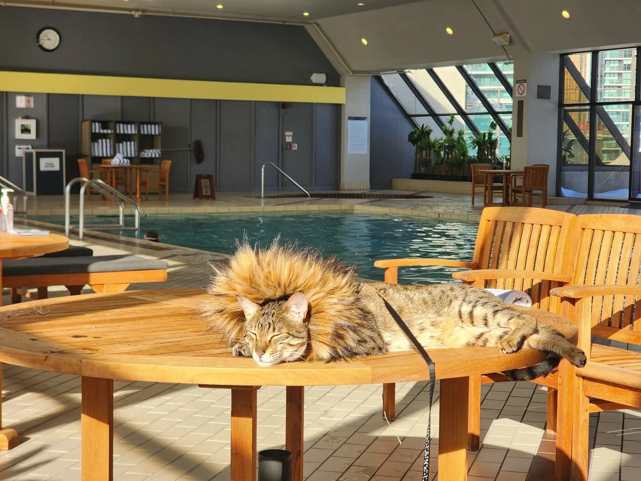 Tut, a long-haired tabby cat, relaxing on a wooden table beside an indoor pool — comfortable, well-cared-for, and at home
